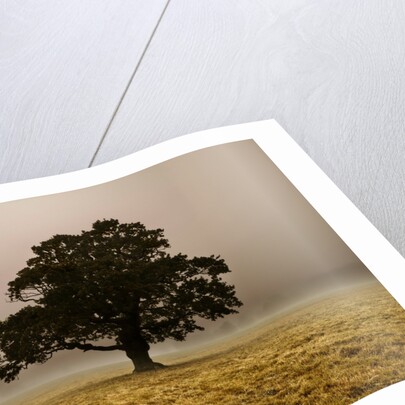 Single Tree in mist and fog by Assaf Frank